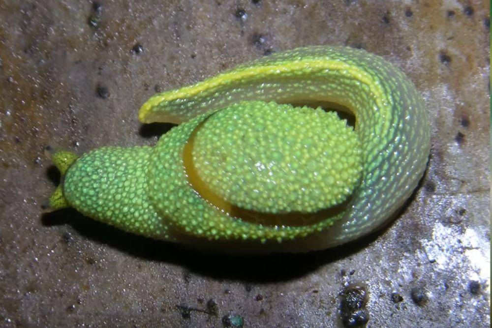 siput borneo atau ninja slugs (YouTube.com/Ben G Thomas)