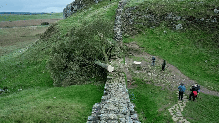 Potret pohon sycamore gap di Taman Nasional Northumberland, Inggris (dok. BBC/Ian Sporat)