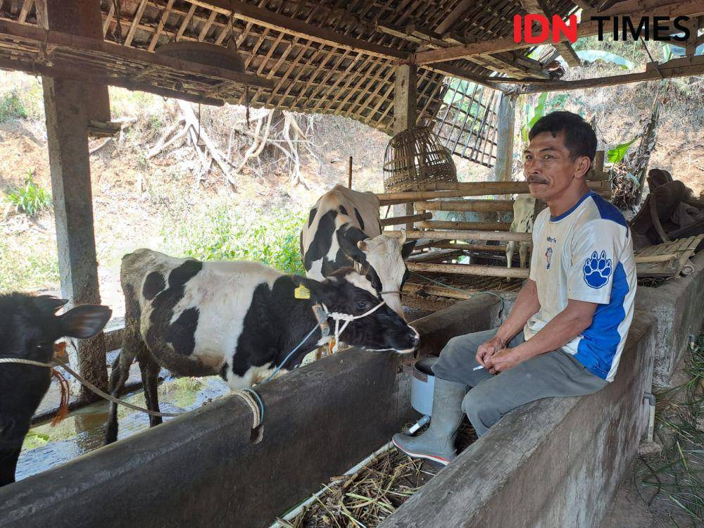 Salah seorang peternak sapi perah Dusun Brau. (IDN Times/Ardiansyah Fajar).