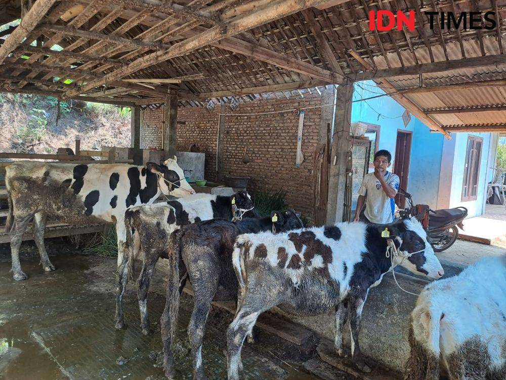 Salah seorang peternak sapi perah Dusun Brau. (IDN Times/Ardiansyah Fajar).