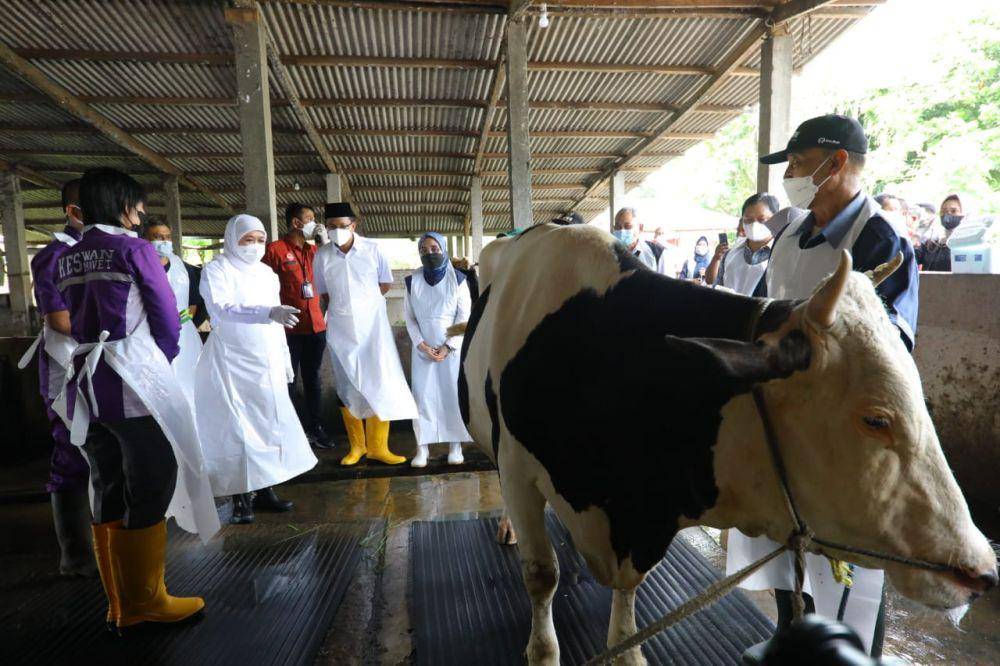 Gubernur Jawa Timur, Khofifah Indar Parawansa saat meninjau peternakan di Dusun Brau. (Dok. Diskominfo Jatim).