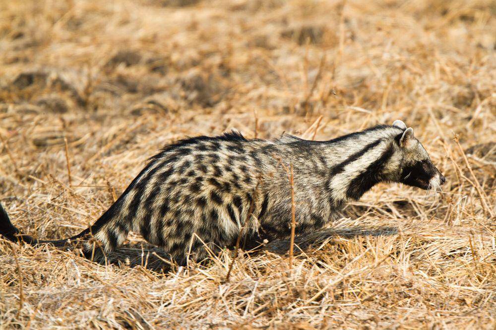 Musang afrika (commons.m.wikimedia.org/I've Got It On Film!)