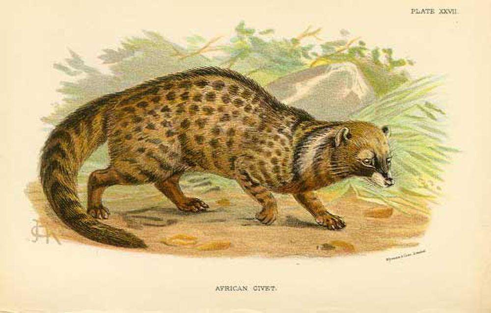 Ilustrasi Musang afrika (commons.m.wikimedia.org/John Gerrard Keulemans)