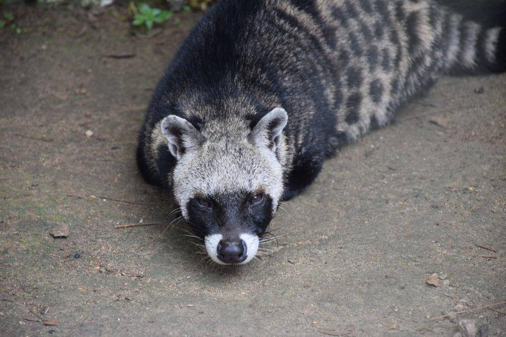 Musang afrika (commons.m.wikimedia.org/Alexander Ultre)