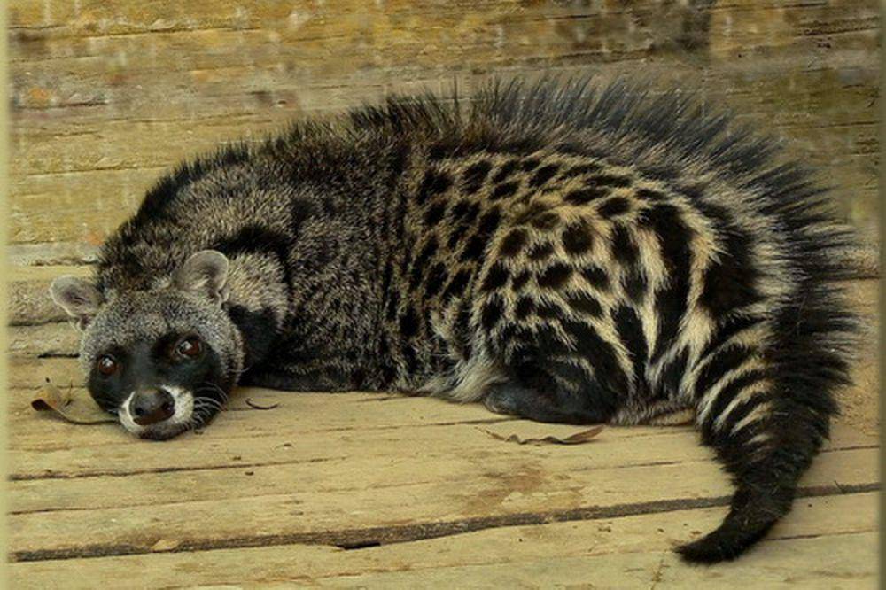 Musang afrika (commons.m.wikimedia.org/Николай Усик )
