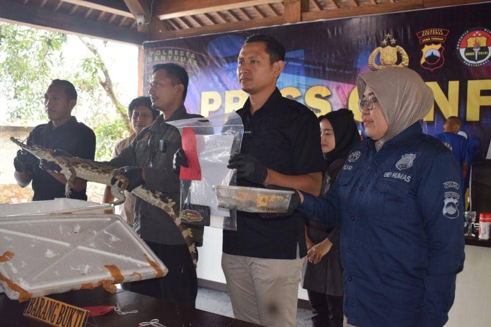 Kasatreskrim Banyumas Kompol Agus Supriyadi bersama Kepala Resort Konservasi BKSDA Wilayah Cilacap Wahyono Restanto saat gelar perkara kasus perdagangan satwa langka sambil menunjukkan barang bukti berupa anak buaya senyulong dan indukan buaya senyulong. (IDN Times/Fariz Fardianto)
