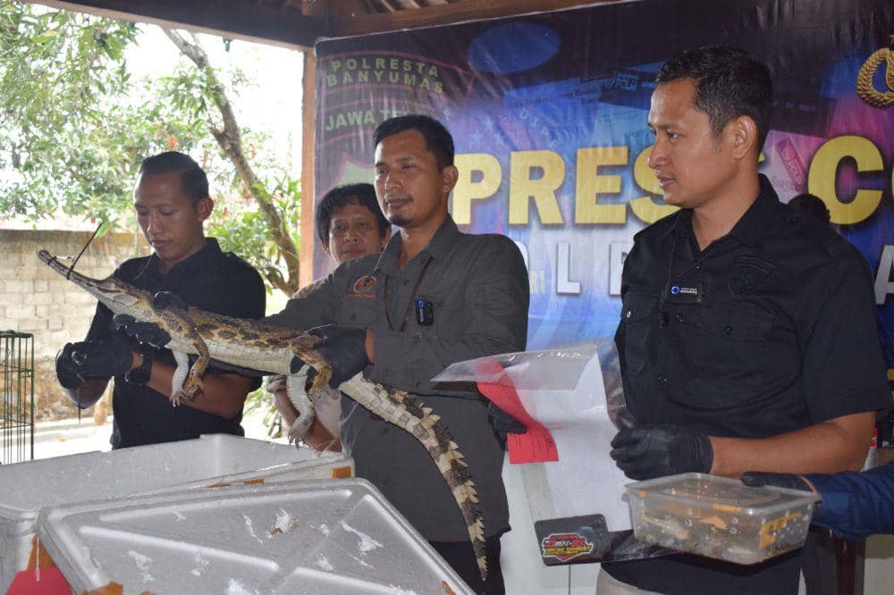 Warga Purbalingga Ditangkap Tawarkan Buaya Senyulong Lewat Medsos