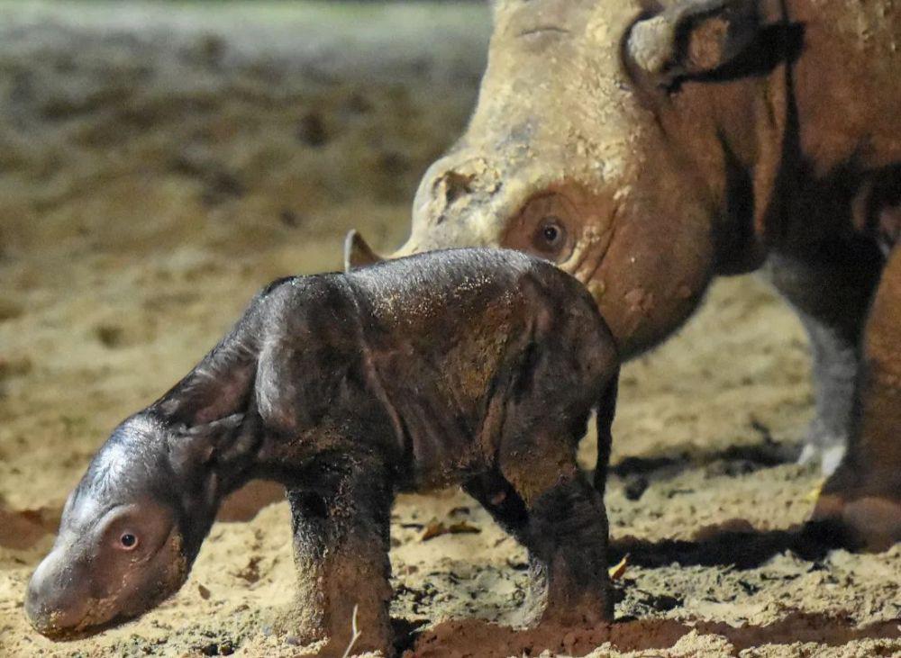 Kabar Bahagia! Anak Badak Sumatera Lahir di Taman Nasional Way Kambas