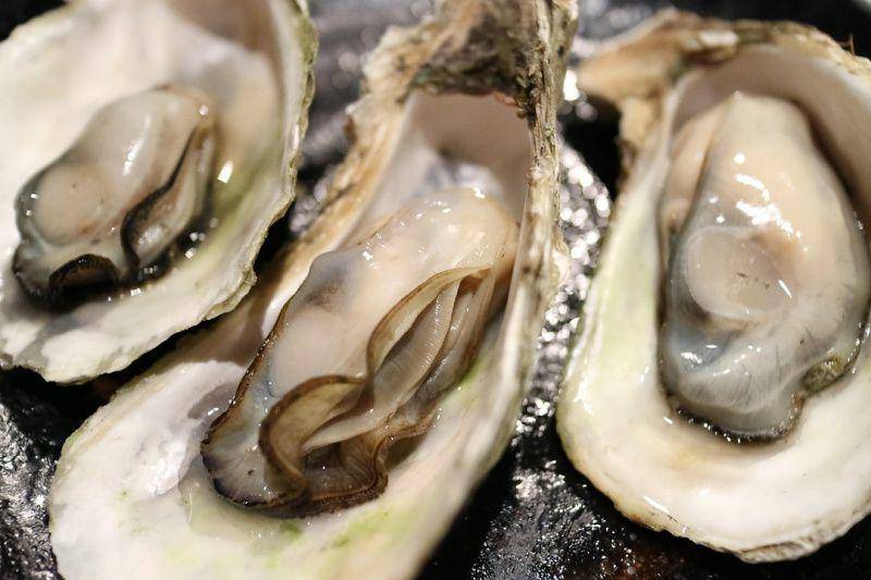 ilustrasi kerang tiram (pixabay.com/jsbaw7160)