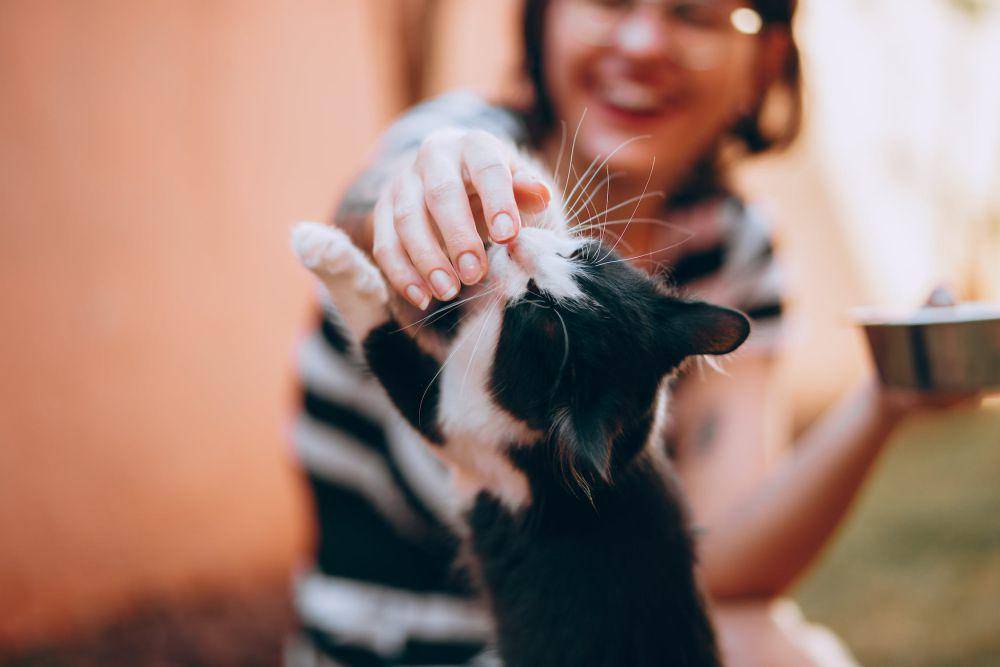 ilustrasi bermain dengan kucing (pexels.com/Helena Lopes)