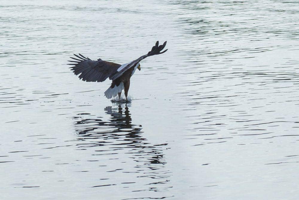 Elang laut afrika (commons.m.wikimedia.org/Thomas Fuhrmann)