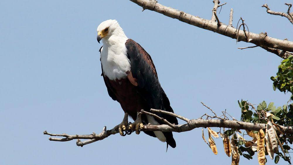 Elang laut afrika (commons.m.wikimedia.org/Dominic Sherony)