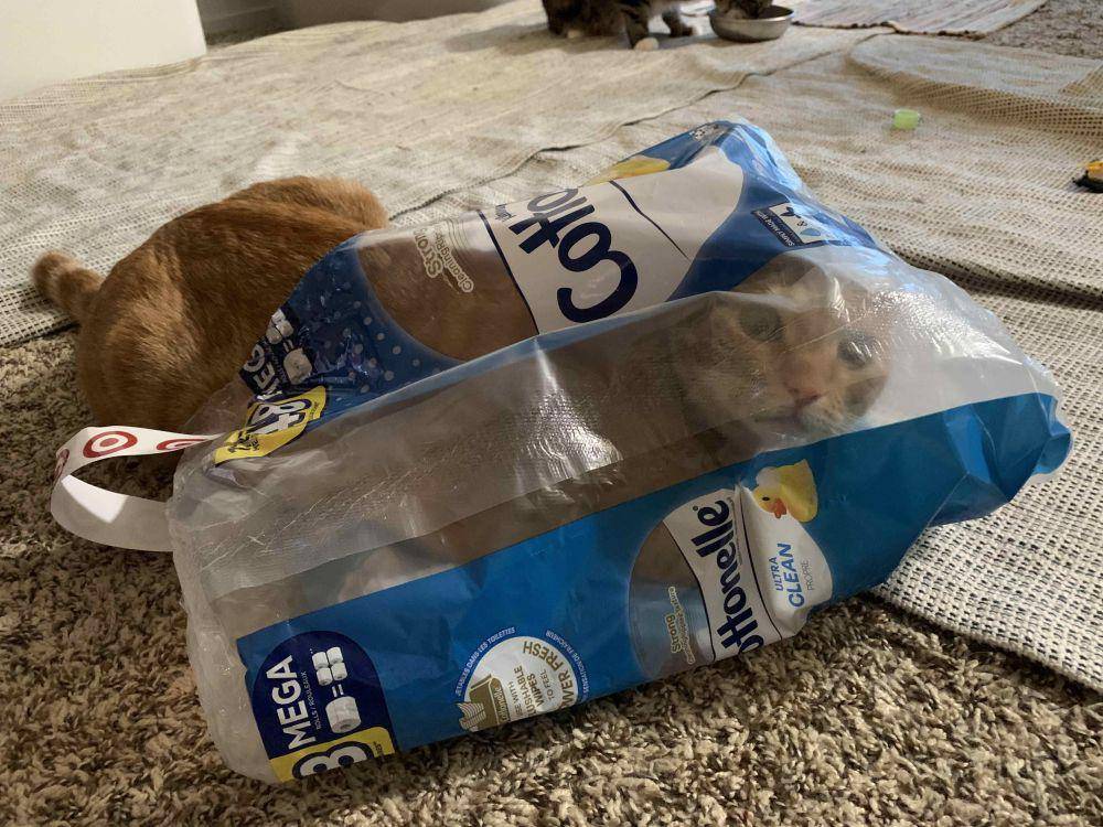 foto gemas kucing terjebak di kantong plastik (reddit.com/user/MollyandEmmett)