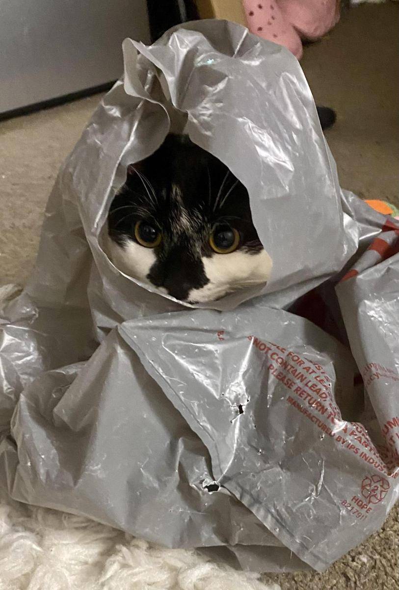 foto gemas kucing terjebak di kantong plastik (reddit.com/user/misterdroo)