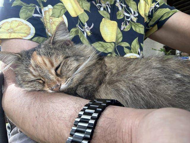 potret kucing ngantuk berat (reddit.com/user/Gordian184)