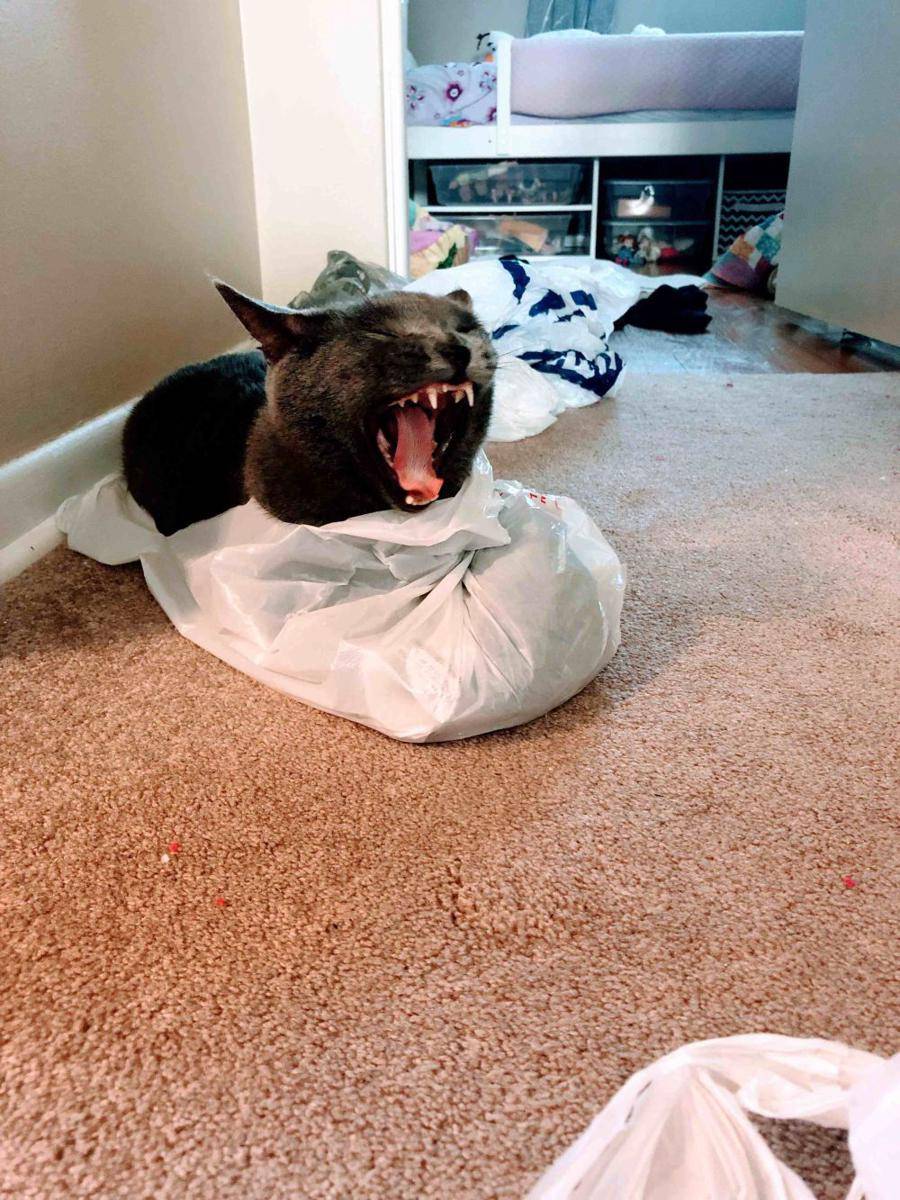 foto gemas kucing terjebak di kantong plastik (reddit.com/user/jessdistressed)