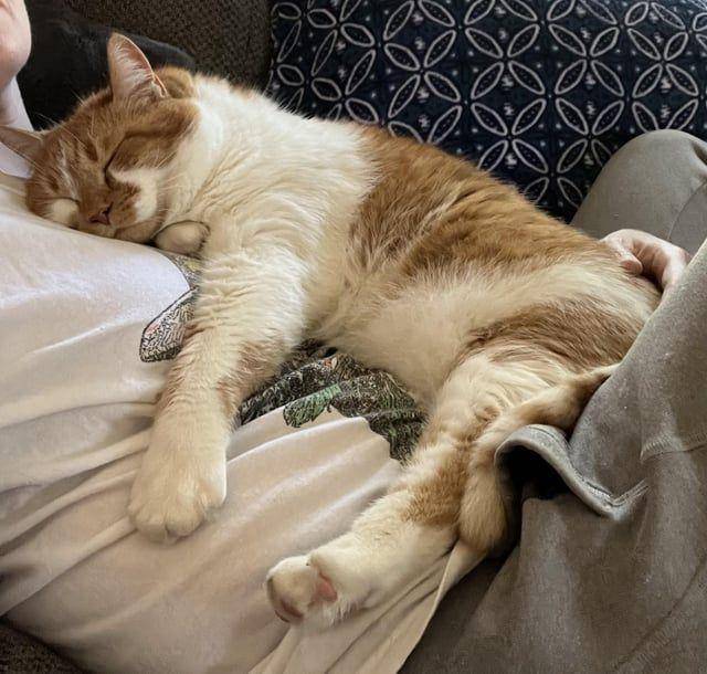 potret kucing ngantuk berat (reddit.com/user/LolaWasNotAShowgirl)