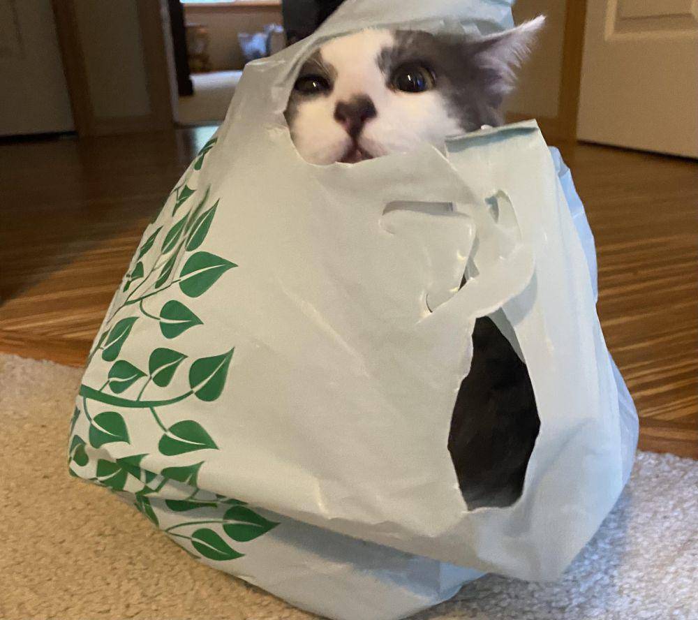 foto gemas kucing terjebak di kantong plastik (reddit.com/user/SeaLass34)