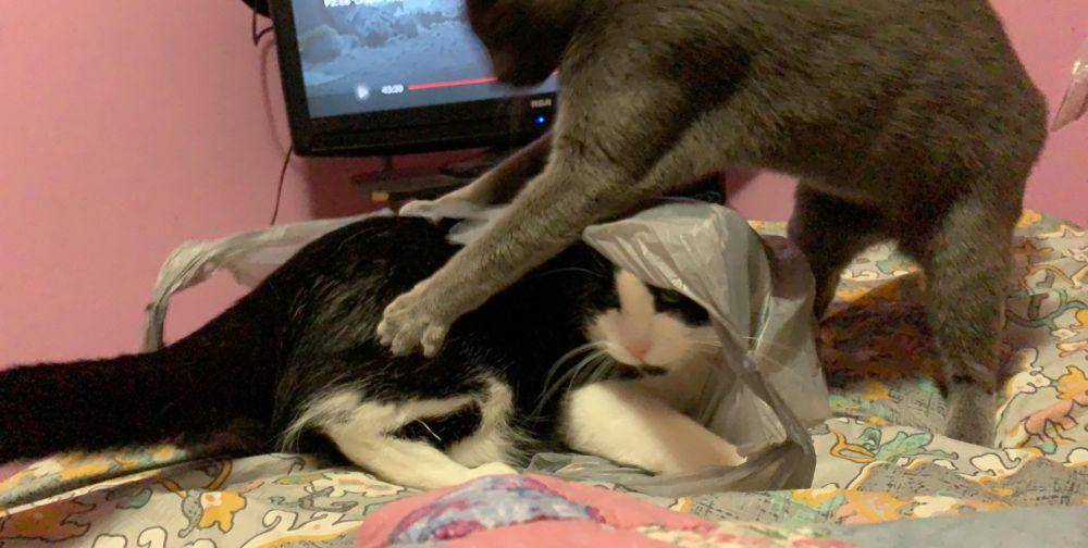 foto gemas kucing terjebak di kantong plastik (reddit.com/user/rollercoaster-jpg)