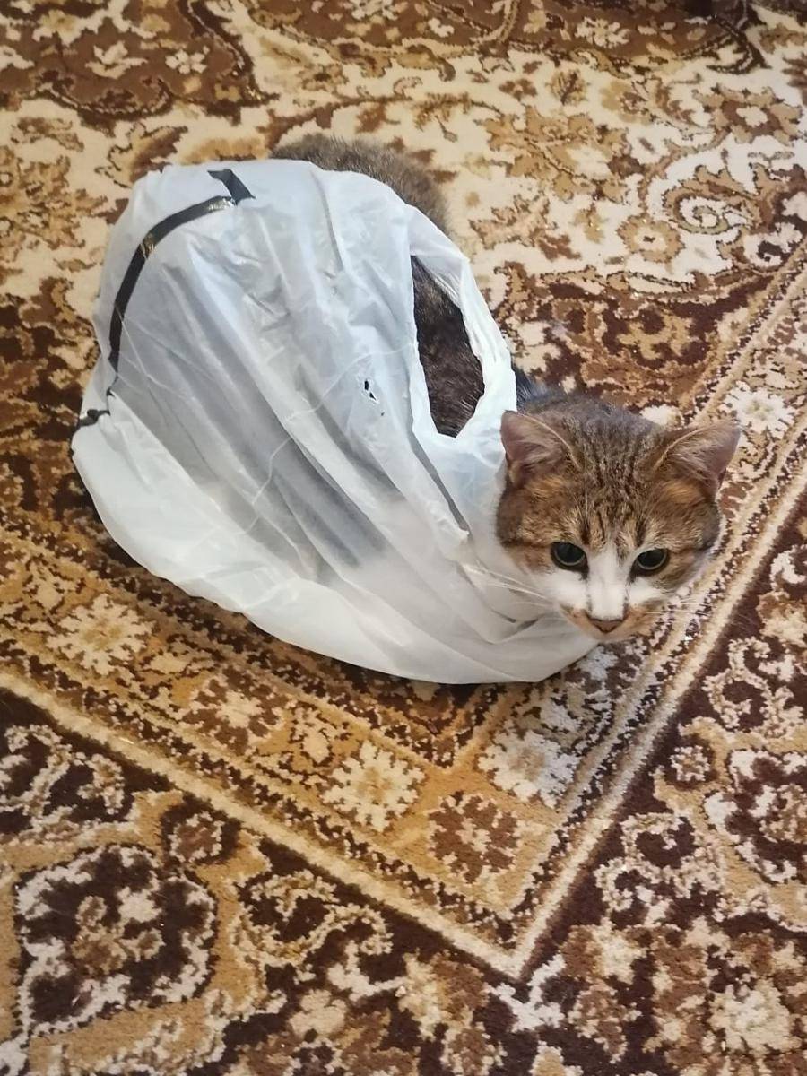 foto gemas kucing terjebak di kantong plastik (reddit.com/user/bakirelopove)