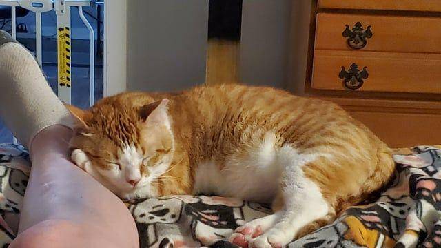 potret kucing ngantuk berat (reddit.com/user/Metroynome)