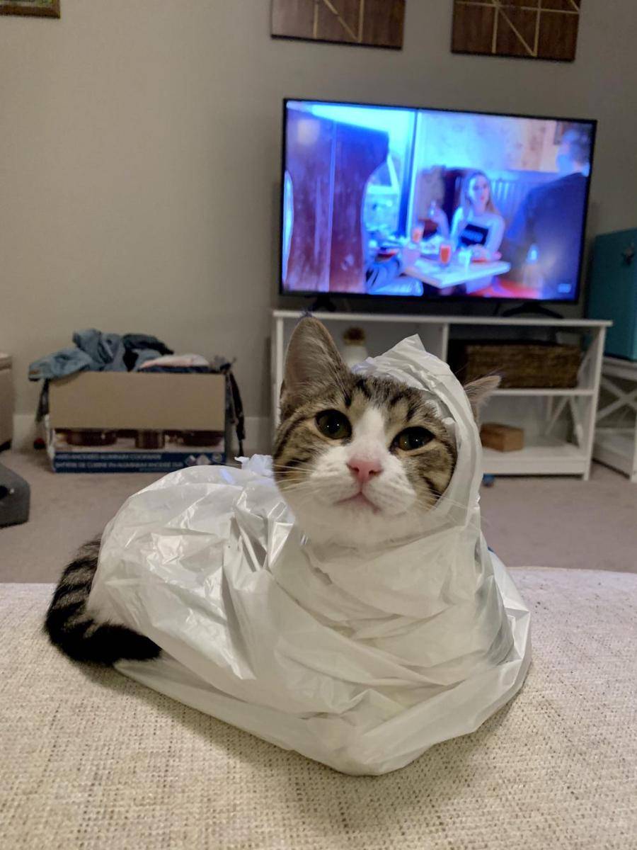 foto gemas kucing terjebak di kantong plastik (reddit.com/user/wafflesthewonderbunz)