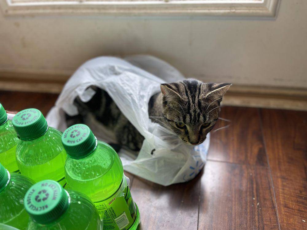 foto gemas kucing terjebak di kantong plastik (reddit.com/user/AdvancedPhantom21)