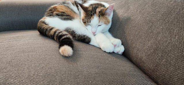 potret kucing ngantuk berat (reddit.com/user/YourFutureIsWatching)