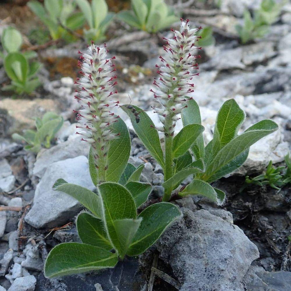 arctic willow (instagram.com/amindlikecompost)