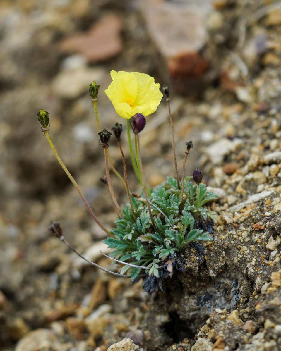 arctic poppy (instagram.com/chrisophylla)