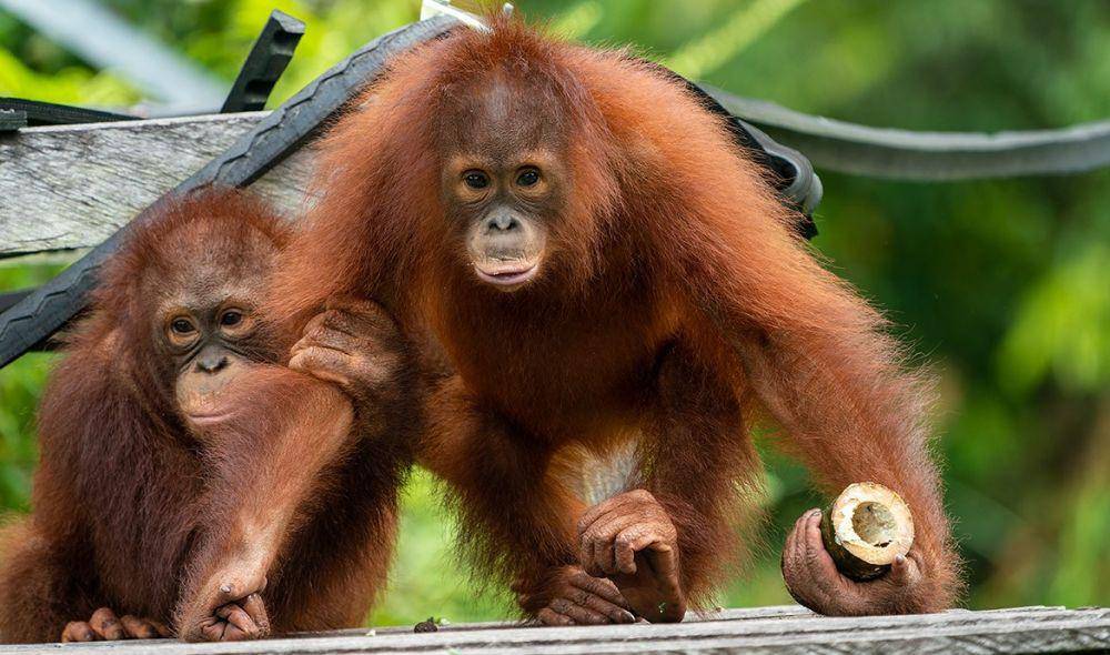Potret orang utan di Borneo Orangutan Survival Foundation Nyaru Menteng (orangutan.or.id)