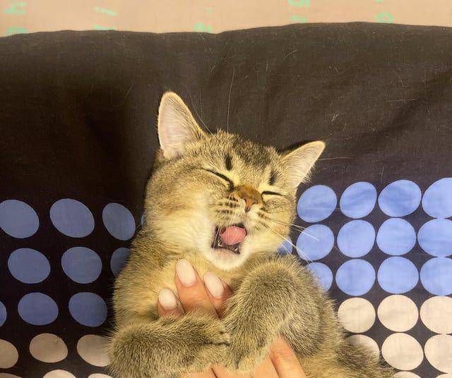 potret kucing ngantuk berat (reddit.com/user/Angel_eyesss)