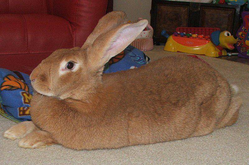 Flemish giant (commons.wikimedia.org/Lithonius)