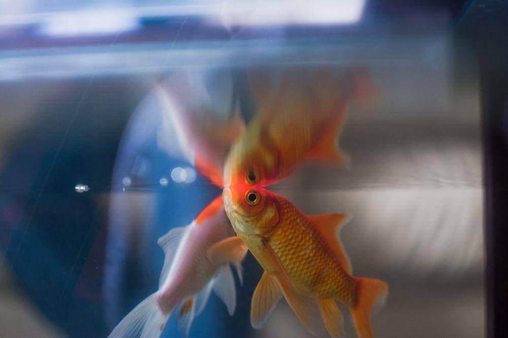 ilustrasi ikan mas dalam akuarium (pixabay.com/imsogabriel)