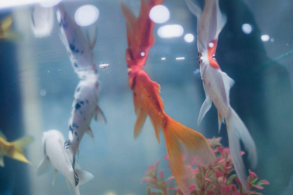 ilustrasi beberapa ikan mas (pixabay.com/imsogabriel)