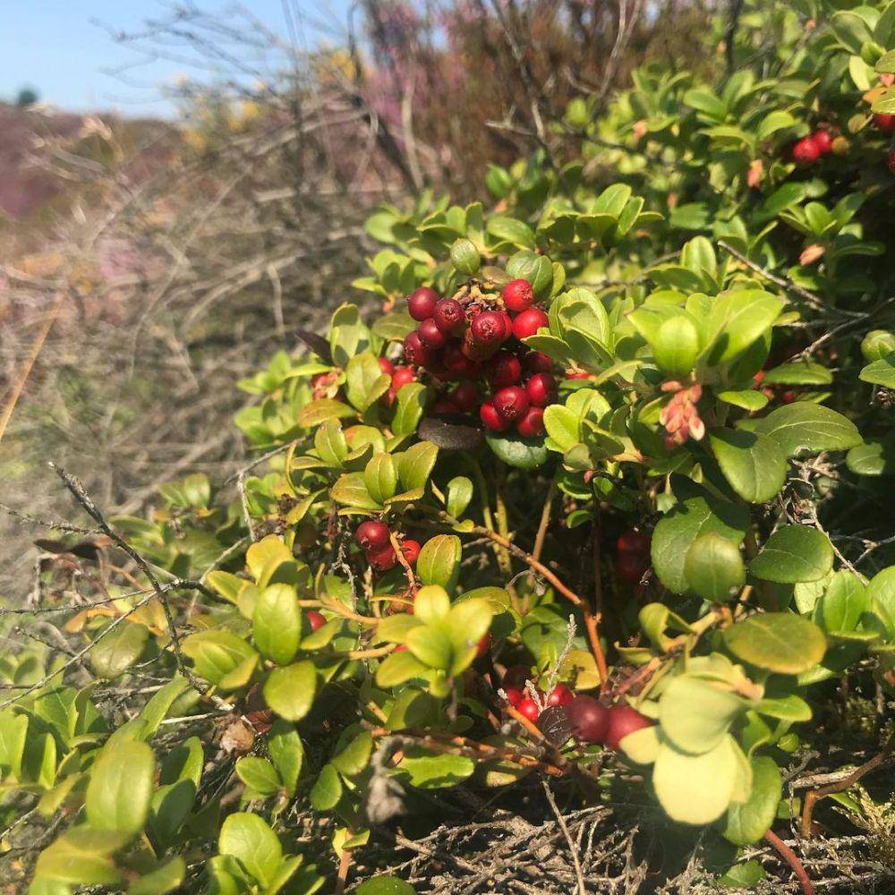 bearberry (instagram.com/flora.scarlett.scott)