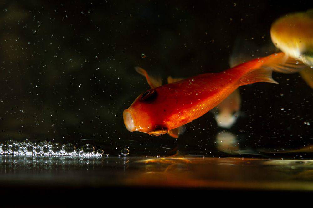 ilustrasi ikan mas dalam akuarium (pixabay.com/imsogabriel)