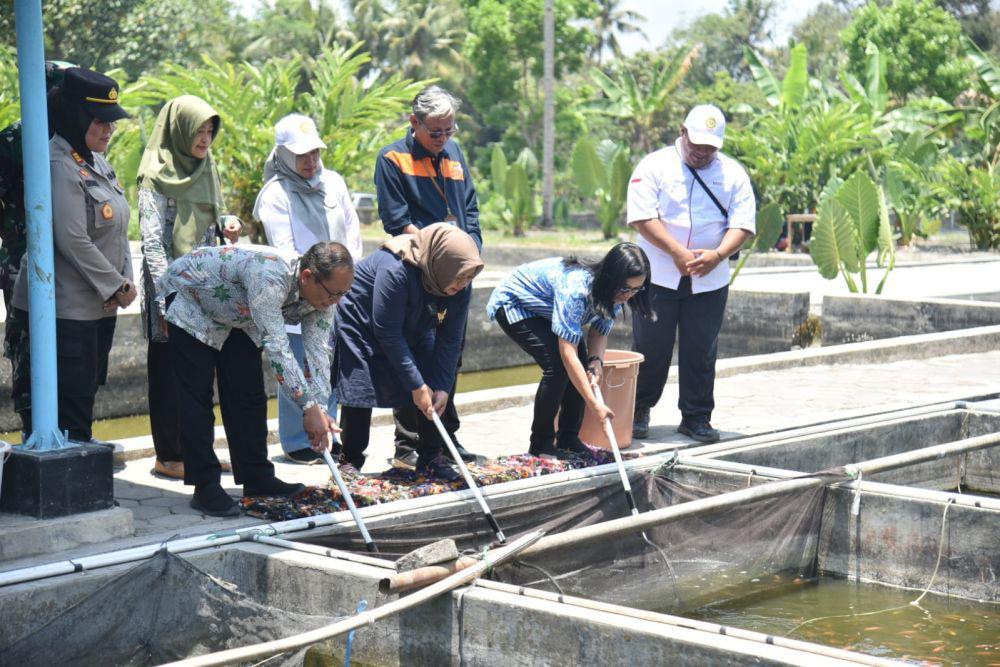 Pemkab Sleman Kembangkan Inovasi Silamanda Ikan Nila Berwarna Merah