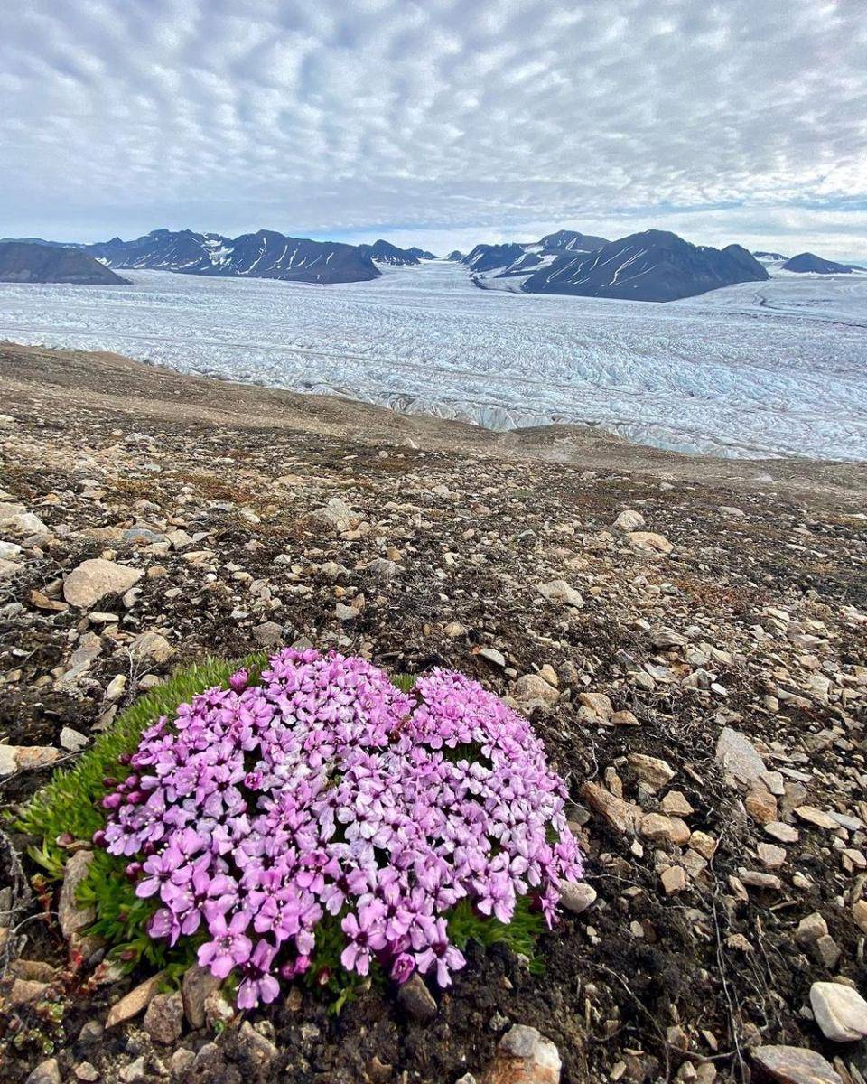 moss campion (instagram.com/mario.polar_expeditions)