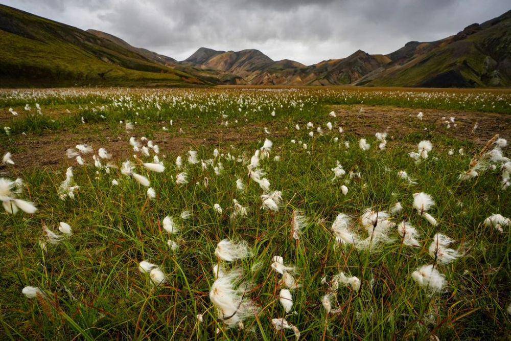 cotton grass (instagram.com/marysunshine77)