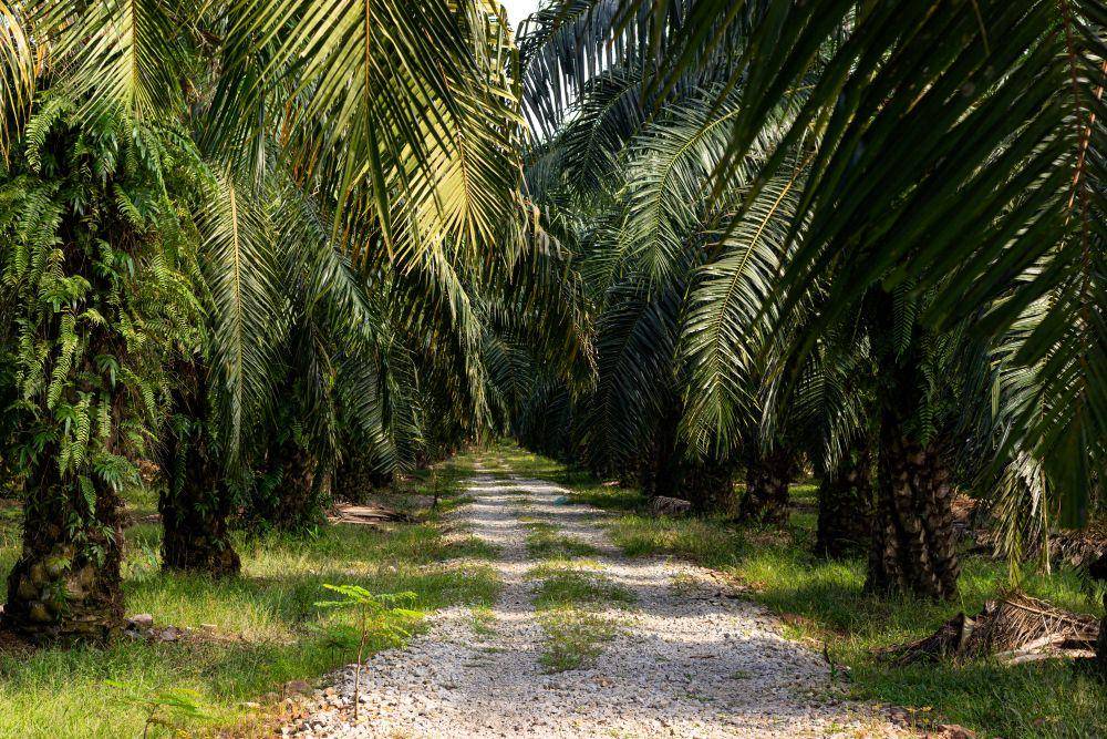 ilustrasi kebun kelapa sawit sebagai bagian sektor industri bahan baku (freepik/wirestock)