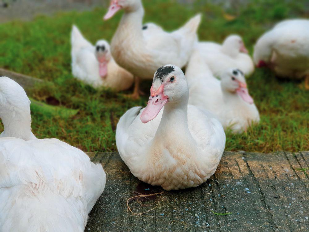 Pertama di Eropa, Prancis Vaksinasi Unggas untuk Cegah Flu Burung