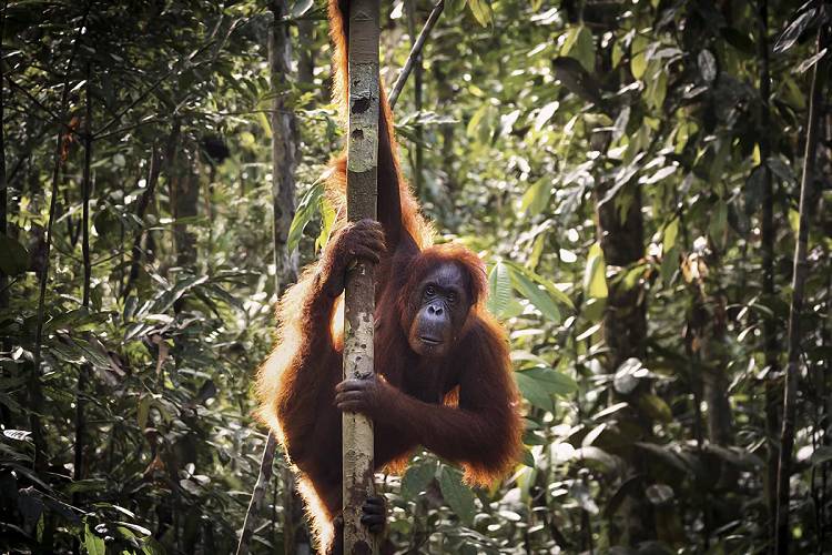 Potret orang utan di Taman Nasional Tanjung Puting (indonesia.travel)