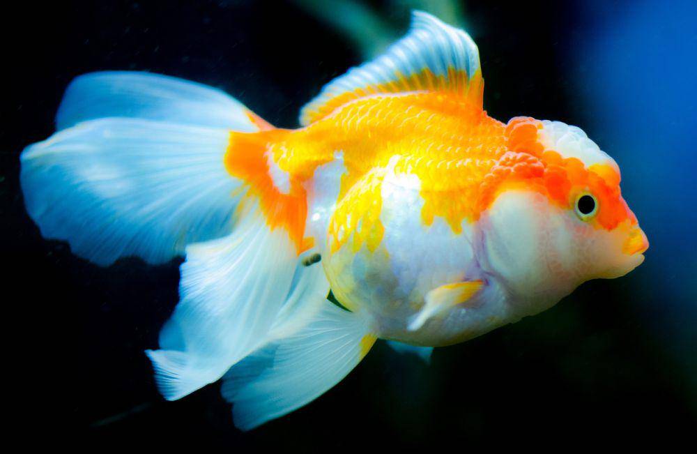 ilustrasi ikan mas dalam akuarium (pixabay.com/Skitterphoto)