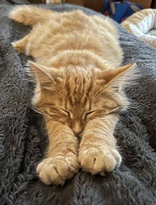 potret kucing ngantuk berat (reddit.com/user/Dispatcher4100)