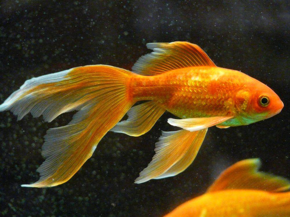 ilustrasi ikan mas dalam akuarium (pixabay.com/Hans)