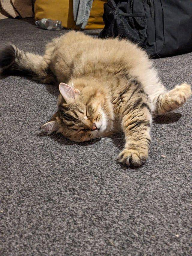 potret kucing ngantuk berat (reddit.com/user/asimovfox)
