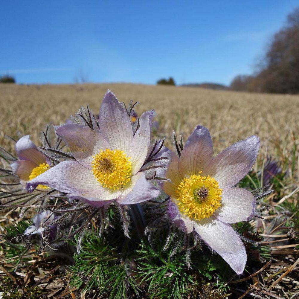 pasqueflower (instagram.com/wildflowers_by_marianne)
