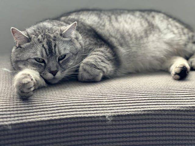 potret kucing ngantuk berat (reddit.com/user/MayorMudfart)