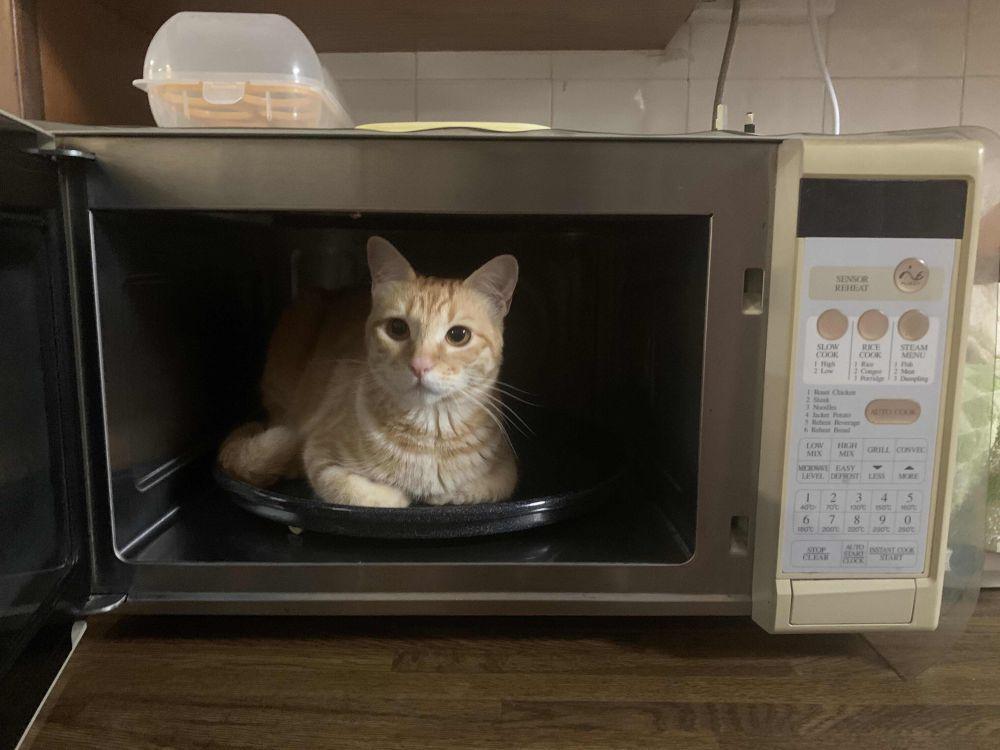 10 Foto Gemas Kucing Bersantai di Microwave, Gak Bahaya Tah?